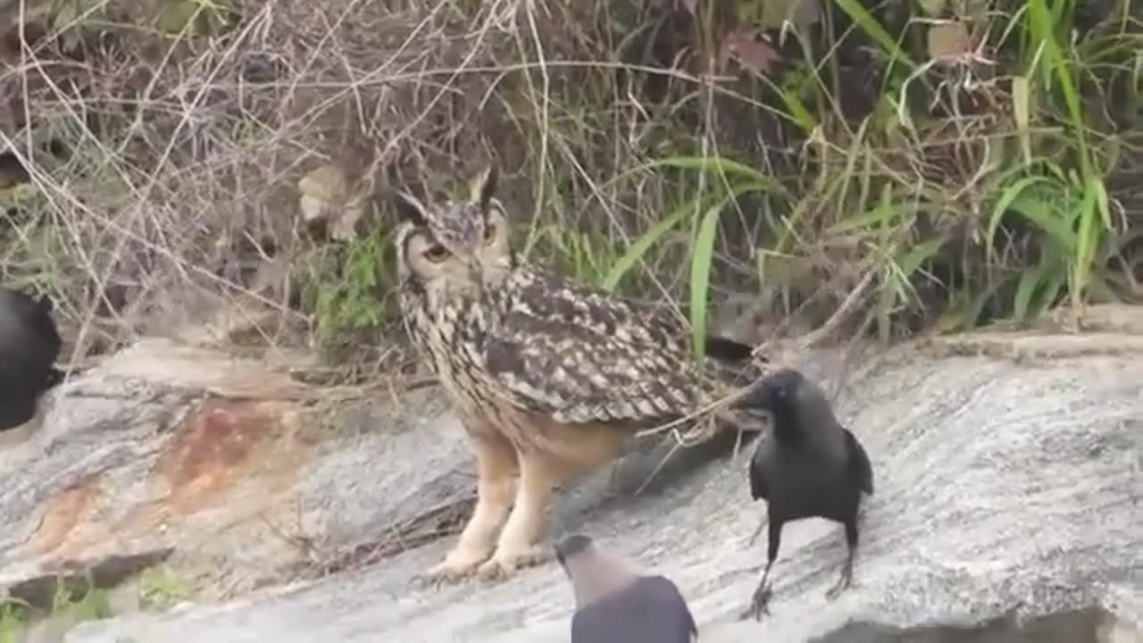 Crow Vs Owl