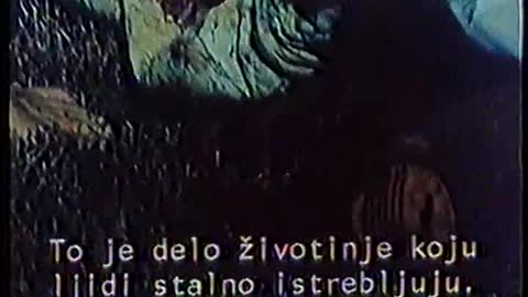 KROKODIL NA FLORIDI POJEO POLICAJCA