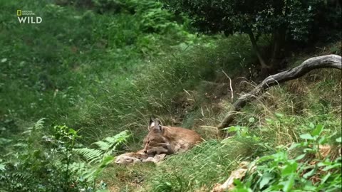Animals