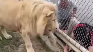 🦁😊 You Won't Believe This Tamed Lion's Manners! Funny Animal Moments | FunFM