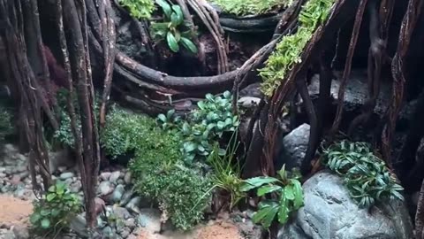 ✨🌿 The Art of Aquascaping Will Leave You Breathless! | FeedMyCuriosity