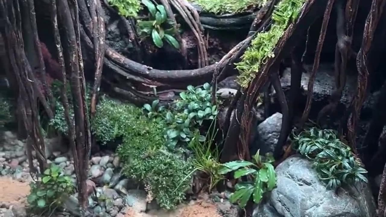 ✨🌿 The Art of Aquascaping Will Leave You Breathless! | FeedMyCuriosity