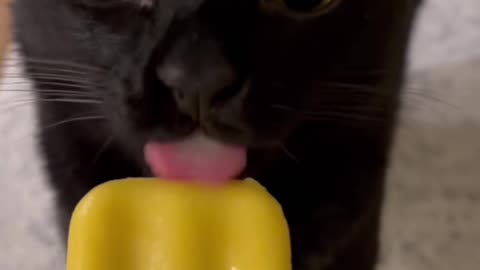 🐱 Funny cat videos - cute cats - Try not laugh