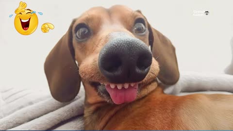 the-funniest-animal-videos-compilation--the-funniest-cat--dog-moments-compilation