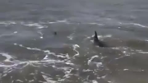 This guy was filming a Pelican when all of a sudden he heard splashing next to him