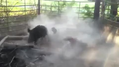 Patterdale vs hog