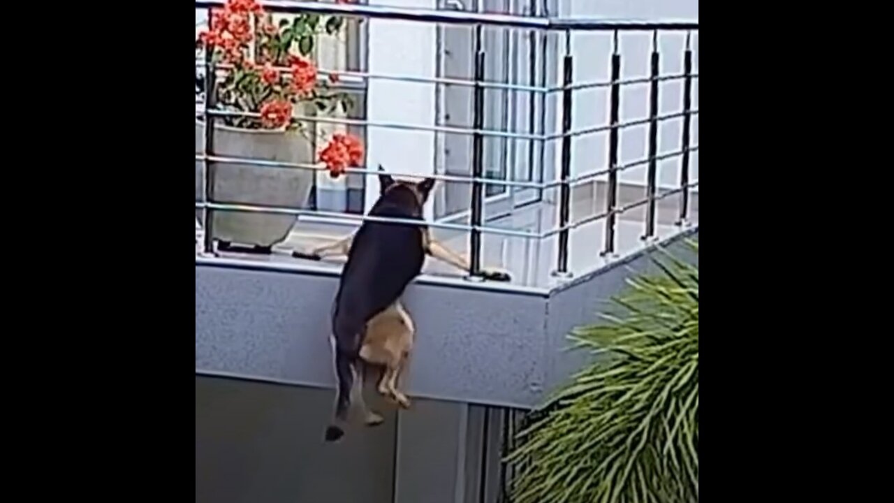 Sobrevivió de milagro: un perro casi cae desde un balcón