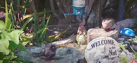 Florida Bird Bath / Feeder SWFL Live Camera HD