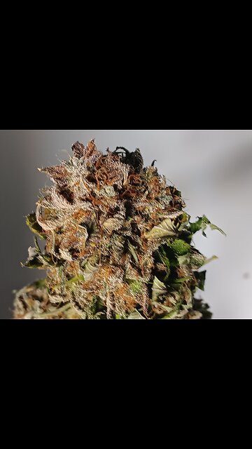 Mimosa cake drying day 4