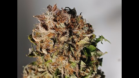 Mimosa cake drying day 4