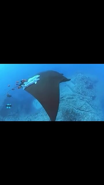 China Unmanned underwater AI manta rays can chase down US aircraft carriers and submarines