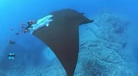 China Unmanned underwater AI manta rays can chase down US aircraft carriers and submarines