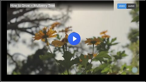 "Mulberry Tree Cultivation Guide"