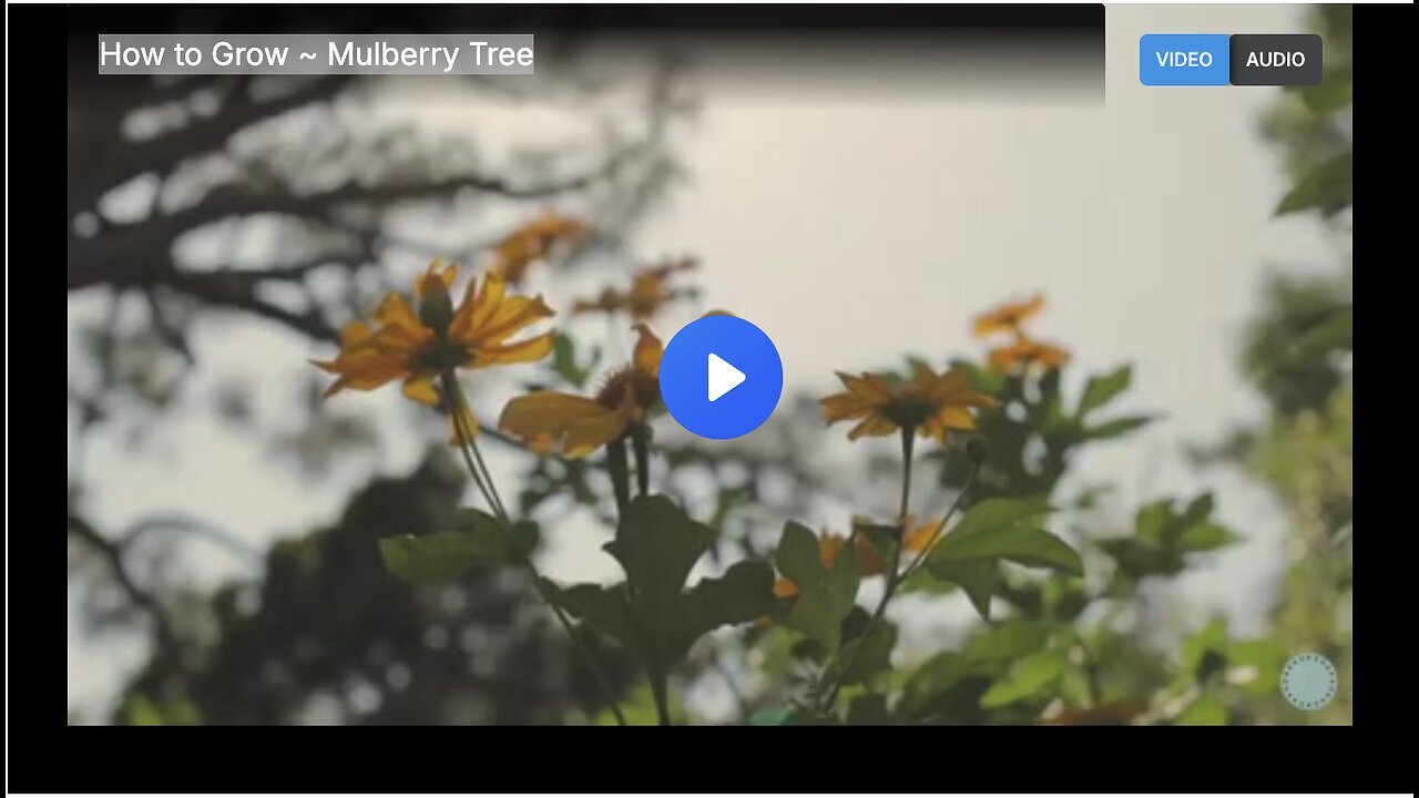 "Mulberry Tree Cultivation Guide"