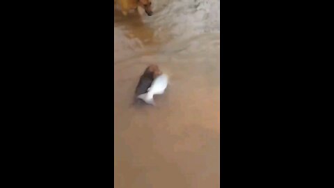 Fishing Dog: The Mutt That Surprised Everyone on the River!