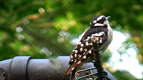 Downy Woodpecker