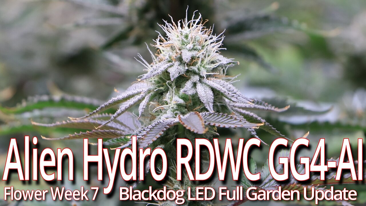 Alien Hydro RDWC GG4 Flower Week 7, Blackdog LED Full Garden Update