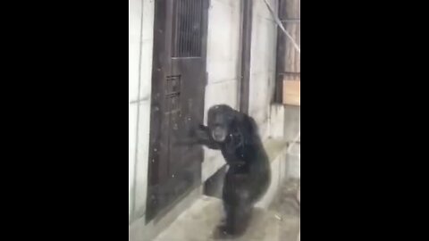 Monkey