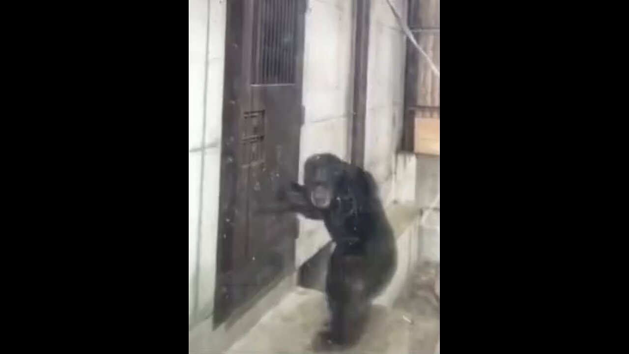 Monkey