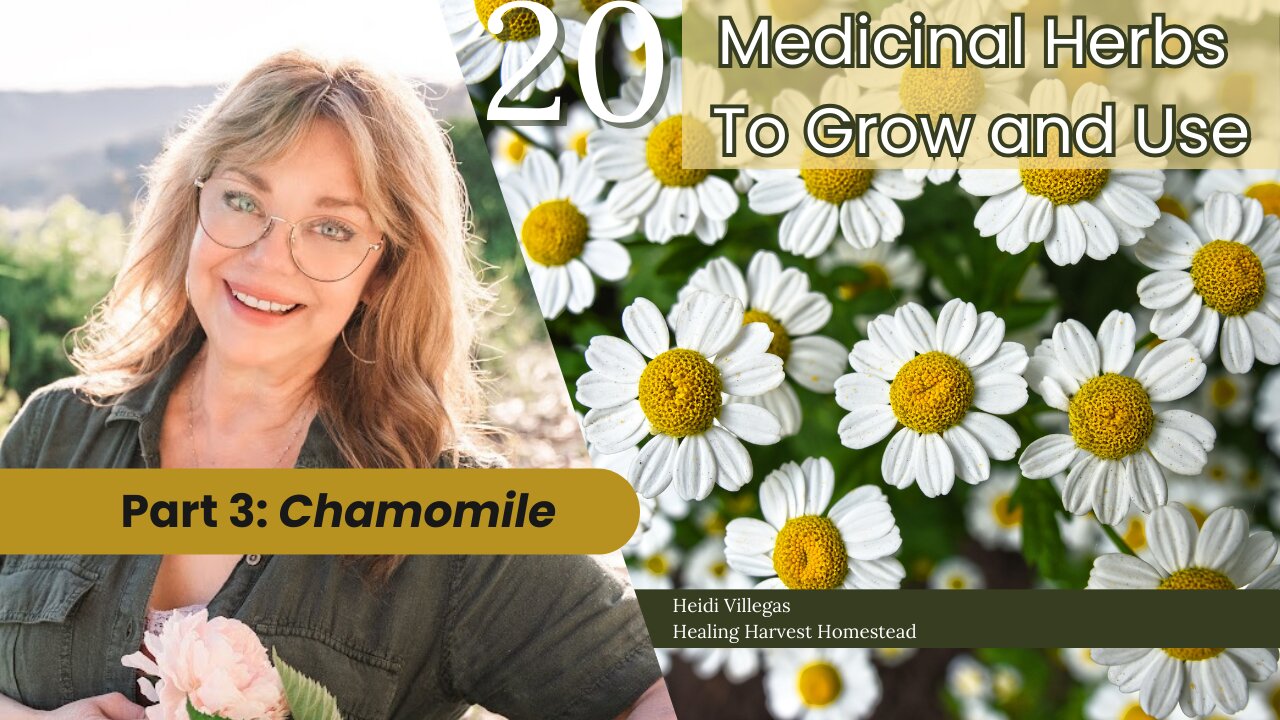 20 Medicinal Herbs to Grow & Use - Part 3: Chamomile