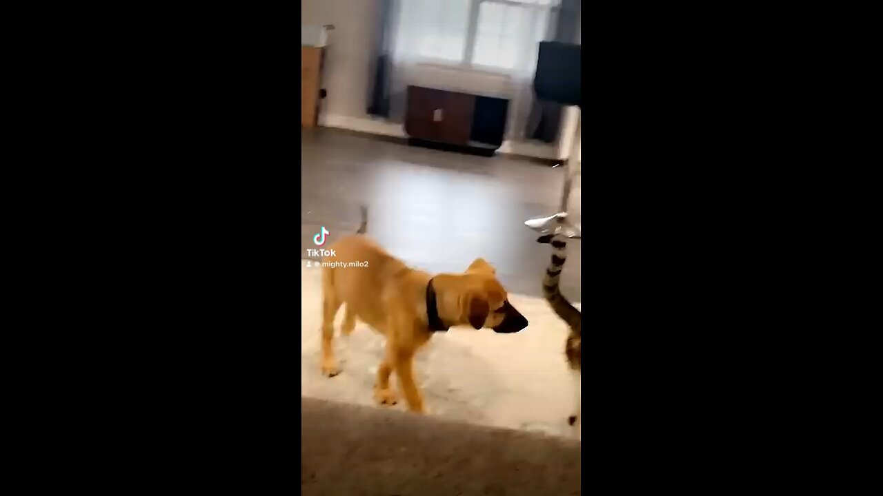Funny Animals