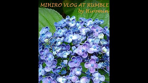 2022 HYDRANGEA PATH WALKING @ FUKUOKA JAPAN 🧡 MihiroVlog by Hiromin