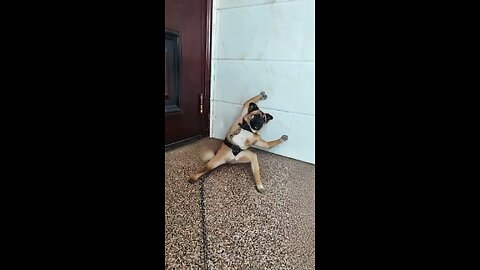 Kung Fu Dog