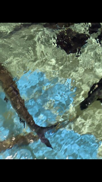 Clearwater Marine Aquarium