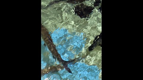 Clearwater Marine Aquarium
