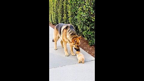 Big Dog Comforts Crying Tiny Puppy in the Sweetest Way ❤️🐶#shorts#Dogs