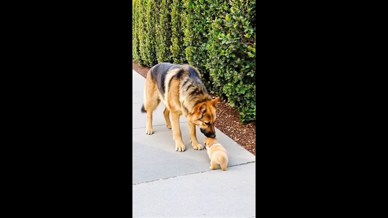 Big Dog Comforts Crying Tiny Puppy in the Sweetest Way ❤️🐶#shorts#Dogs