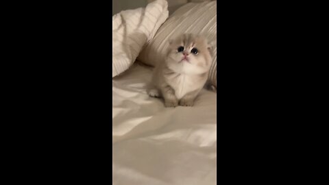 best cat 🐱 🐈