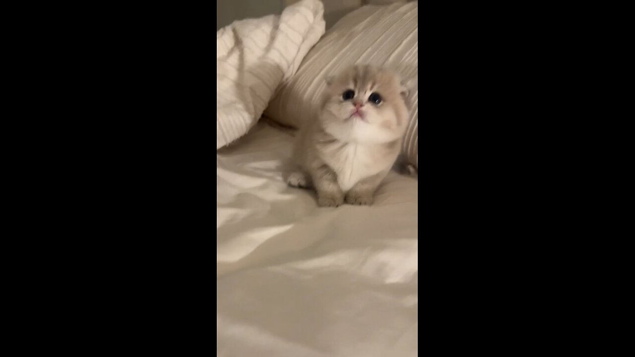 best cat 🐱 🐈
