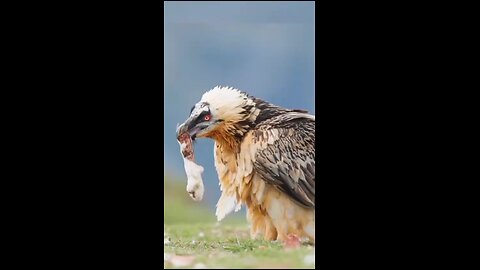 FAKTA UNIK !!! Bearded Vulture atau burung pemakan tulang... #faktaunik