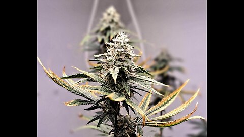 Weekly cannabis grow log