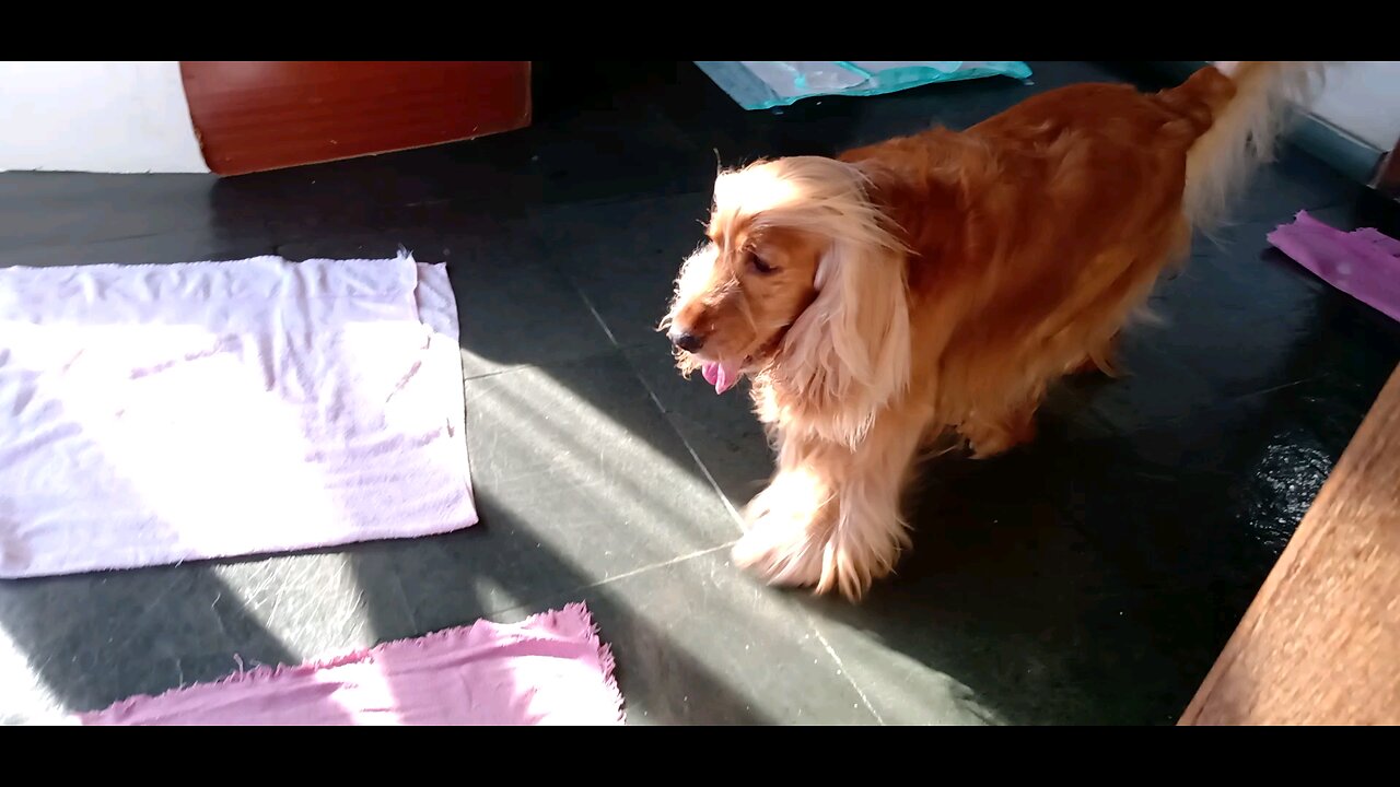 dogs dogshow animals pet cute