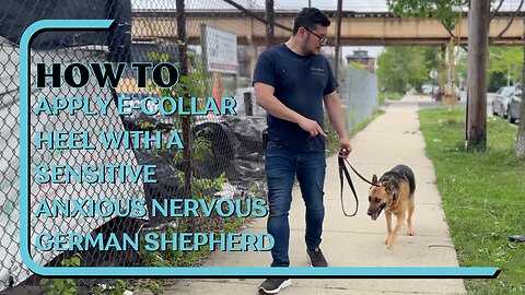 How To Apply E-Collar Heel With A Sensitive Anxious Nervous German Shepherd, Real Time Dog Training