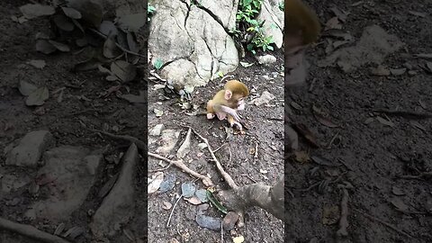 Baby monkey playfully learning to climb with small tree branches
