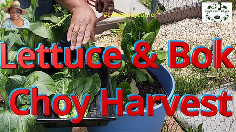 Lettuce & Bok Choy Harvest - #catshobbycorner #lettuce #bokchoy #gardening