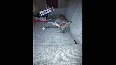 Staffy behaviors