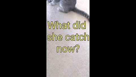 What did she catch now? #cat #cats #canada #shorts #reels #fyp #yyj