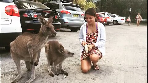 Kangaroo diaries only in Australia 🇦🇺