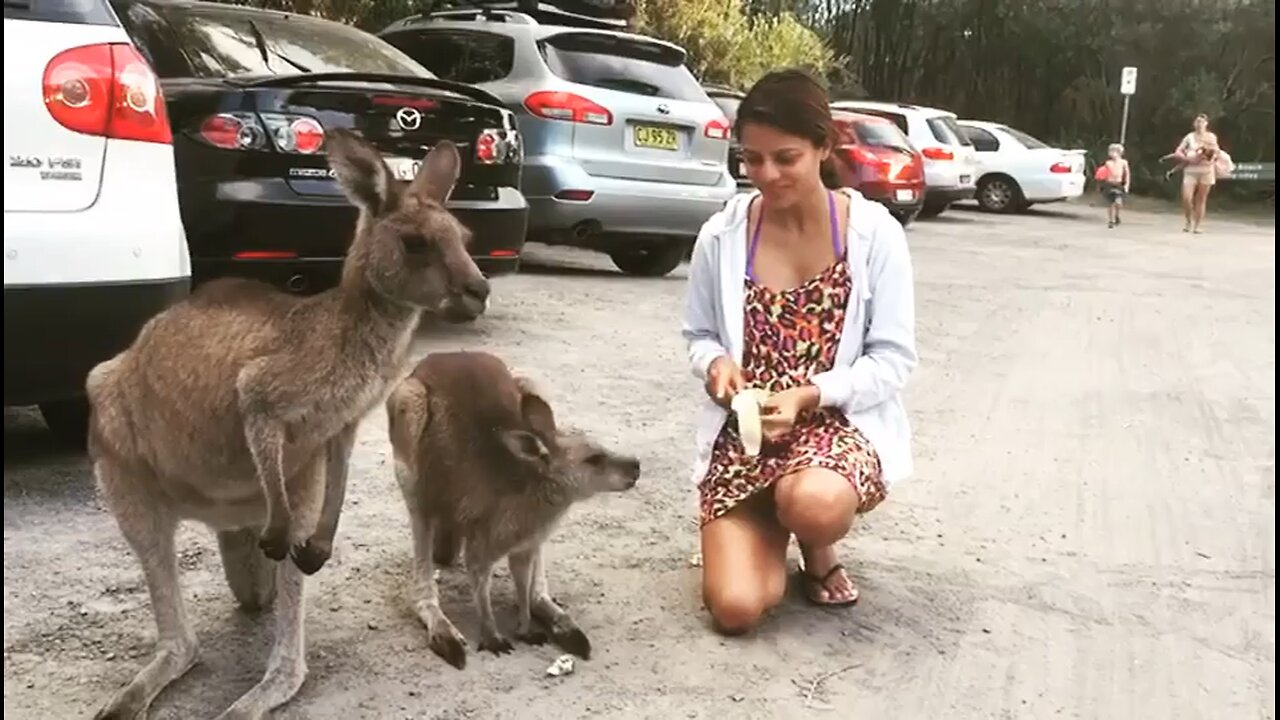 Kangaroo diaries only in Australia 🇦🇺
