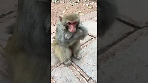 Biting hand monkey