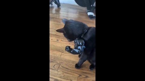 funny cat