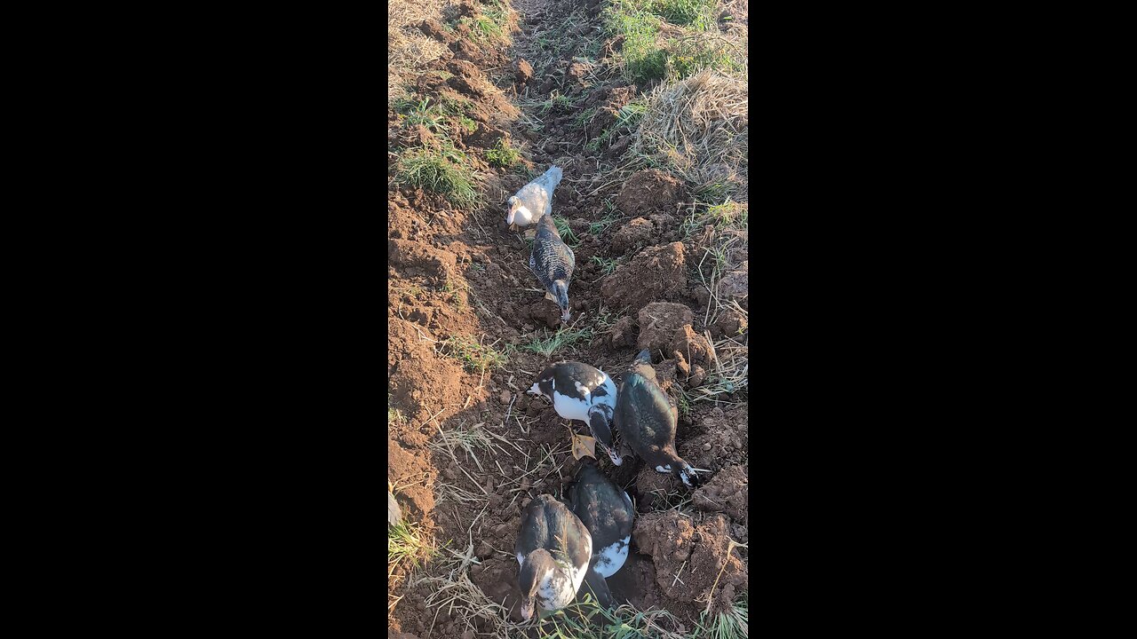 feeding the ducks