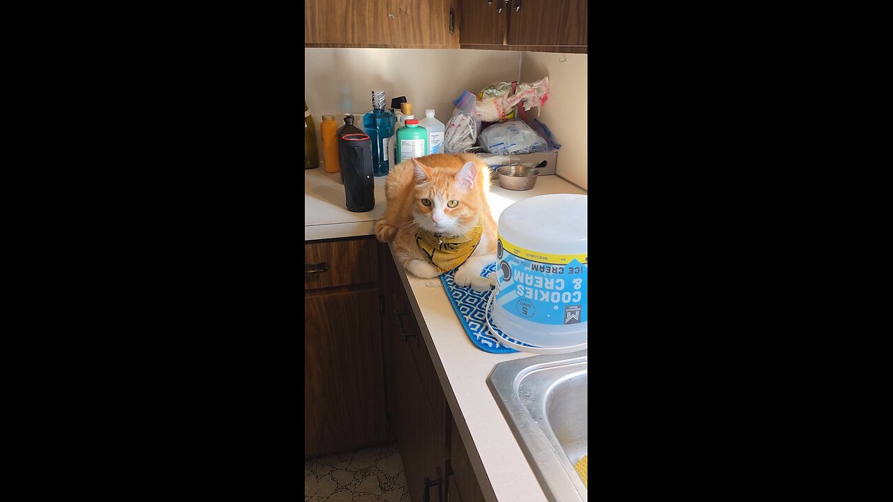 Part 1. Pineapple is not allowed on the counter and almost got full named!