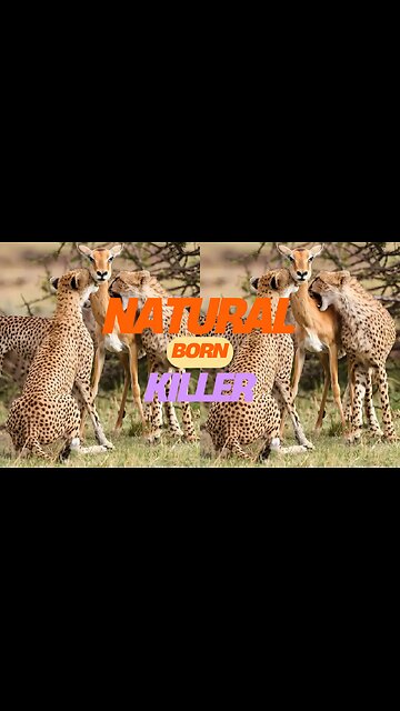 Natural Born Killer No move is superfluous Clean and neat #Wildlife