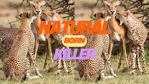 Natural Born Killer No move is superfluous Clean and neat #Wildlife