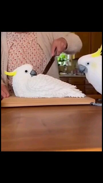 How to prank a parrot? 😬